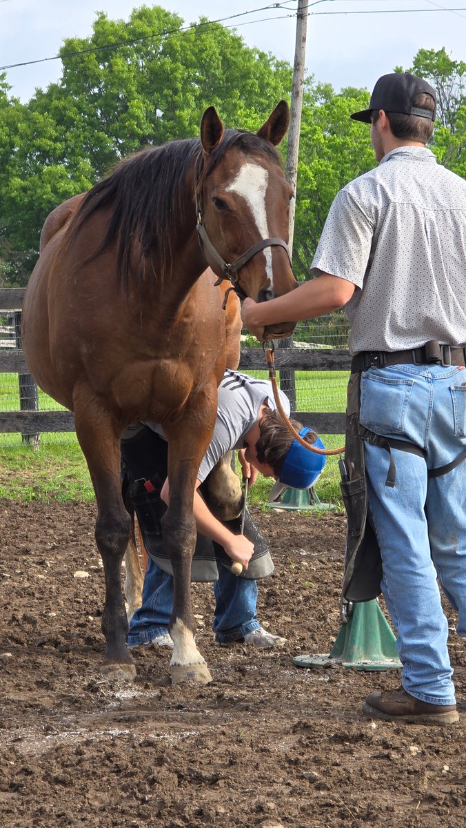 Old Friends (@oldfriendsfarm) on Twitter photo We had another visit from students at the <a href="/kyhorseshoe/">KY Horseshoeing Sch</a> recently as they practiced their craft and made sure Old Friends’ residents’ hooves were good to go!
Did you know that you can help keep horses’ hooves healthy? Check out our Hoof Patrol 👉 oldfriendsequine.org/the-old-friend… We had another visit from students at the <a href="/kyhorseshoe/">KY Horseshoeing Sch</a> recently as they practiced their craft and made sure Old Friends’ residents’ hooves were good to go!
Did you know that you can help keep horses’ hooves healthy? Check out our Hoof Patrol 👉 oldfriendsequine.org/the-old-friend…