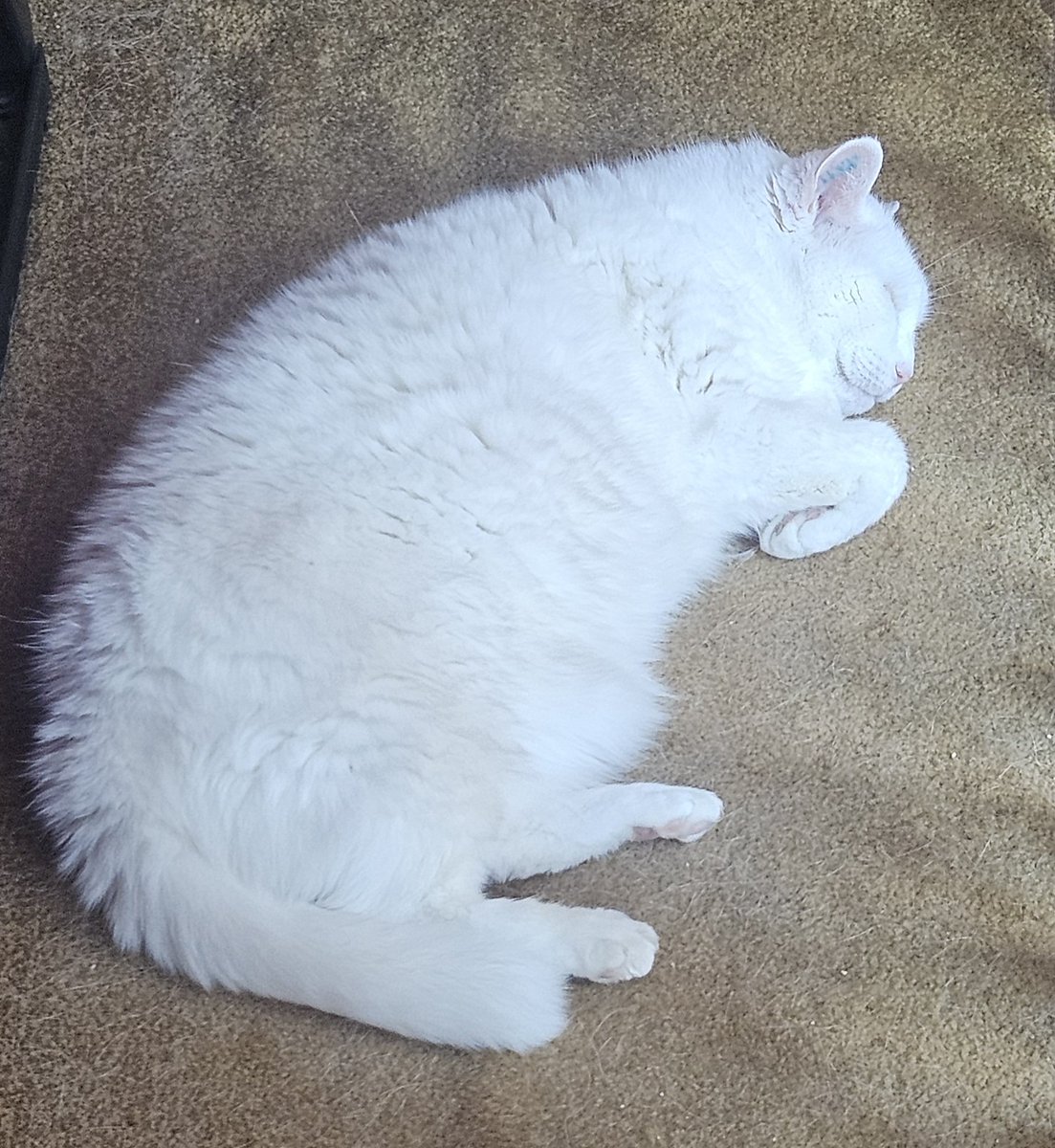 jordangeville's tweet image. LOOK AT THE SLEEPING KITTY #CatsofTwitter #modelcat