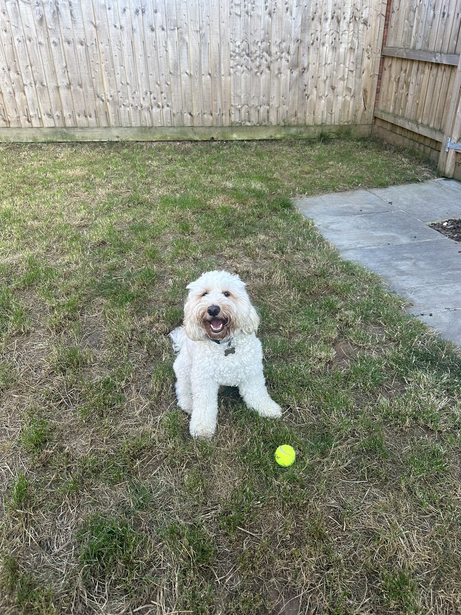 RobbieFarr2's tweet image. Without a doubt, the best thing I have ever done in my life was get this boy. I have had a very hard few weeks but he has been the most wonderful company throughout.