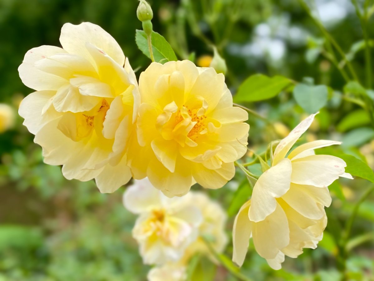 剛くん 51回目のお誕生日おめでとう
        💛*¨*•.¸¸⋆✽💛*¨*•.¸¸⋆✽💛

映画にドラマにそして歌も大活躍 ⟡.·*.
本当に凄い人です まだまだ新しい #草彅剛 を魅せてくれそうです
これからもずっとずっと応援します

#草彅剛51回目誕生祭_0709 
#私の_世界に一つだけの花 
#SMAP 
#新しい地図