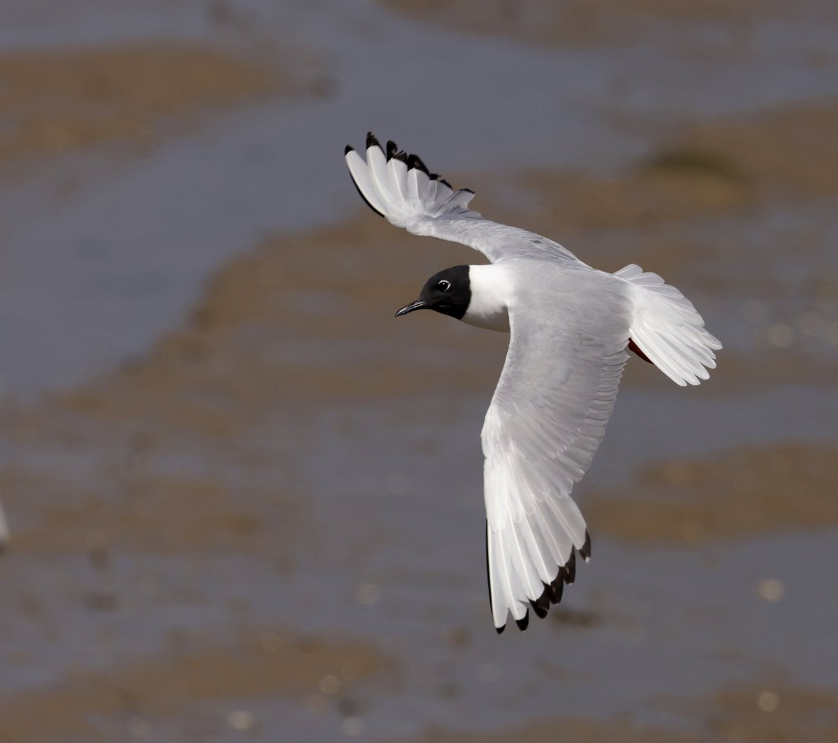 RichardJeffree3's tweet image. This Bonaparte&apos;s Gull today at oare marshes back for its 13 year showed well with @YellowShriker