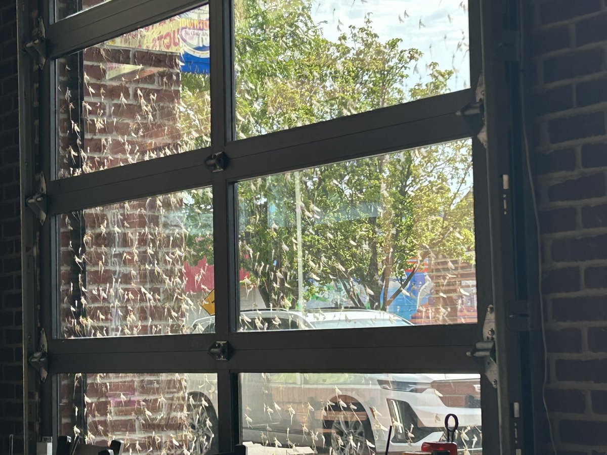 Meant to post this yesterday after dinner but forgot.
This is what the windows looked like at the restaurant we had dinner at last night.
Fish flies.
This happens daily on the shores of Lake St. Clair for about six weeks in June/July every year.
They are everywhere! 🤢