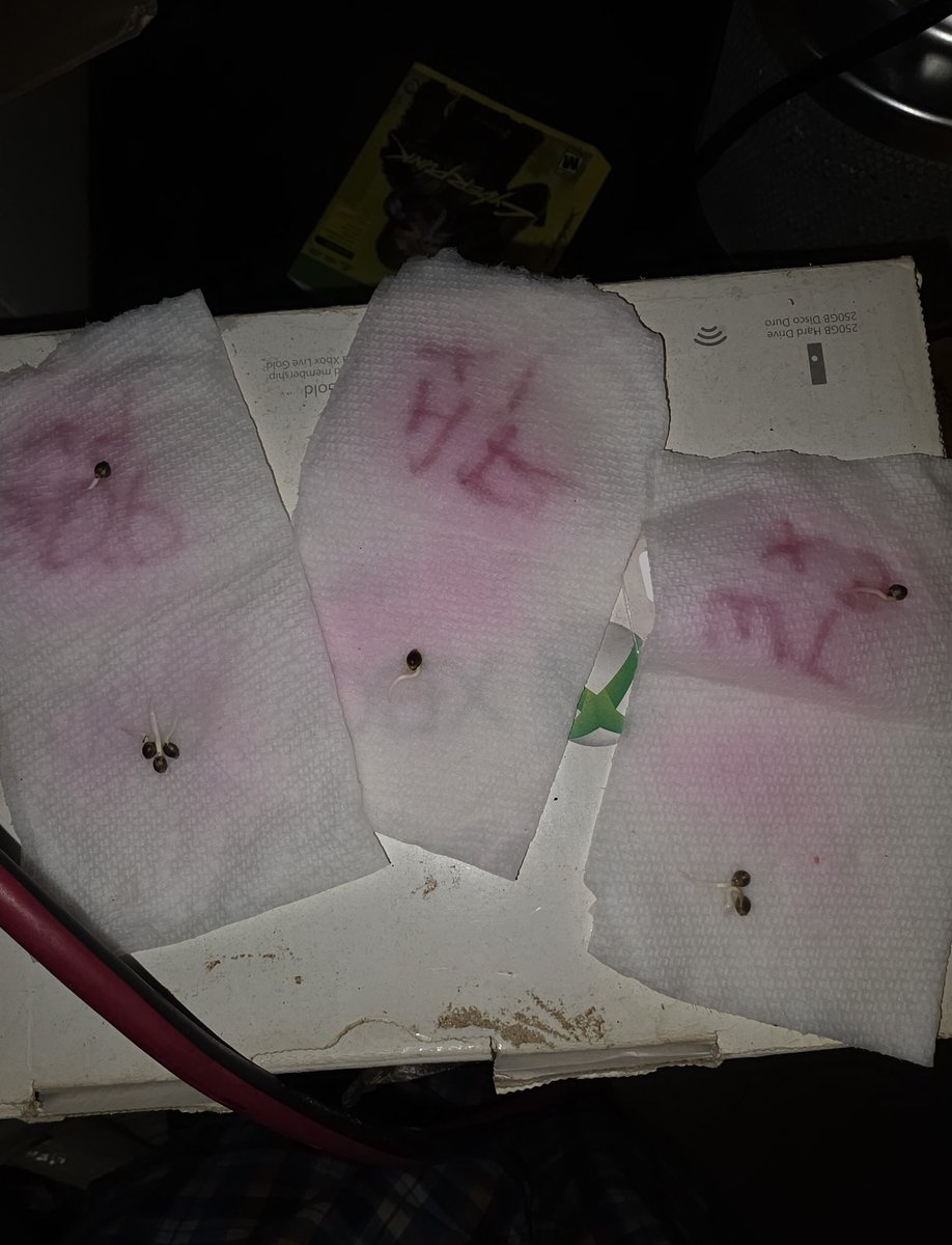 Kush KingWheez♐ tweet media