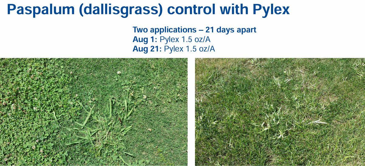 Scott Waltz (@scwaltzy) on Twitter photo Going thru the Big D and I don't mean Dallisgrass? Try <a href="/BASFTurf_us/">BASF Turf US</a> Pylex herbicide to get rid of pesky weeds like Dallisgrass, Crabgrass, Goosegrass!! Now a perfect time to buy save 5% instantly in the month of July!!!! Going thru the Big D and I don't mean Dallisgrass? Try <a href="/BASFTurf_us/">BASF Turf US</a> Pylex herbicide to get rid of pesky weeds like Dallisgrass, Crabgrass, Goosegrass!! Now a perfect time to buy save 5% instantly in the month of July!!!!
