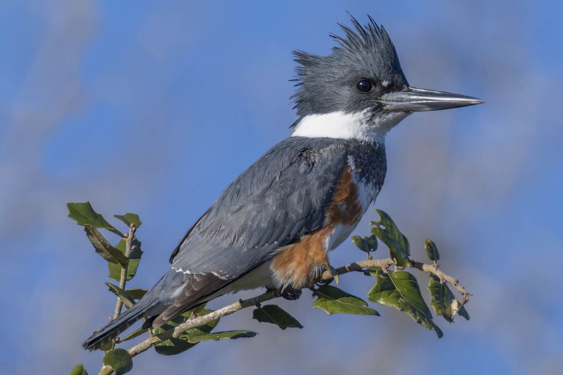 Discover Victoria, Texas is inviting eagle-eyed birdwatchers to hunt for hidden metal "birds" 🦅🐦 representing local species--and finding them could land you an awesome prize package! Read more: victoriatx.gov/CivicAlerts.as…
Photo by Cheryl Johnson (Backyard Bird Nerd)