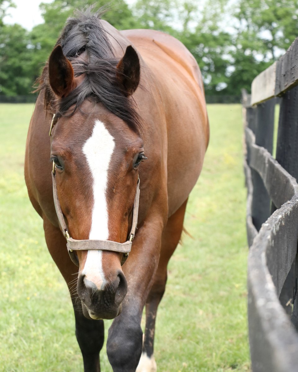 Old Friends (@oldfriendsfarm) on Twitter photo Itโs World Population Day, so it's the perfect time to run a census on our residents!
๐ข๐น๐ฑ ๐๐ฟ๐ถ๐ฒ๐ป๐ฑ๐ ๐๐ฒ๐ป๐๐๐: 296
๐ข๐น๐ฑ๐ฒ๐๐ ๐ฟ๐ฒ๐๐ถ๐ฑ๐ฒ๐ป๐: Three at 31. Silver Charm, Touch Gold, & Miss Du Bois
๐ฌ๐ผ๐๐ป๐ด๐ฒ๐๐: Two at 5. Shepherds Delight & Shaky Pants Itโs World Population Day, so it's the perfect time to run a census on our residents!
๐ข๐น๐ฑ ๐๐ฟ๐ถ๐ฒ๐ป๐ฑ๐ ๐๐ฒ๐ป๐๐๐: 296
๐ข๐น๐ฑ๐ฒ๐๐ ๐ฟ๐ฒ๐๐ถ๐ฑ๐ฒ๐ป๐: Three at 31. Silver Charm, Touch Gold, & Miss Du Bois
๐ฌ๐ผ๐๐ป๐ด๐ฒ๐๐: Two at 5. Shepherds Delight & Shaky Pants