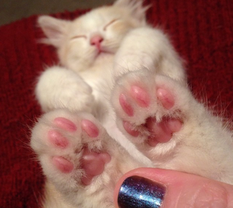 KSHernandez2's tweet photo. It's Toesday! #ToeBean Tuesday! Toes out Tuesday, whatever. https://t.co/QYnt0b2BiX