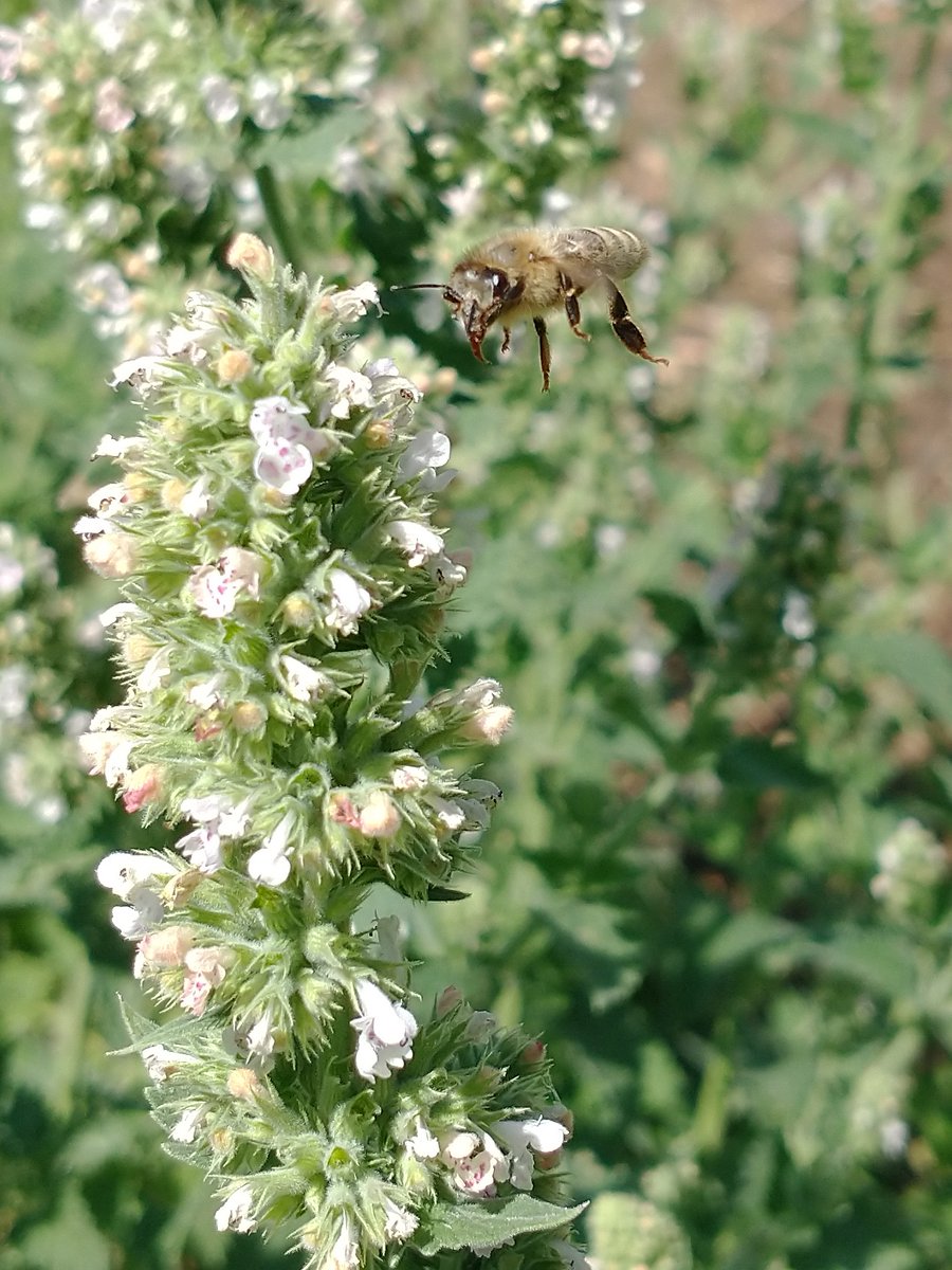 CatnipKittyCat's tweet photo. The tops of the #kittycatnip plants are now growing thick and tall - producing ever growing #flower #bud #clusters. #Honeybees are all over these tiny 2mm #flowers which in a few weeks will transform into the flavorful #seed bud clusters that #cats love best. #pollinators #bees https://t.co/VYdyYSkLmH