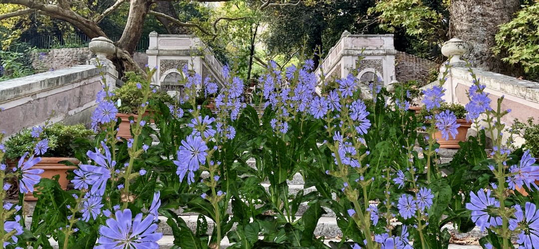 AnnaDumitriu's tweet image. I've just added a new work on @objktcom from my Blue Flower collection made in Rome Botanical Gardens (Orto Botanico di Roma). It was a very physical work to create as I had to run around to digitally 'plant' the chicory using our AR app and continually step back to compose it