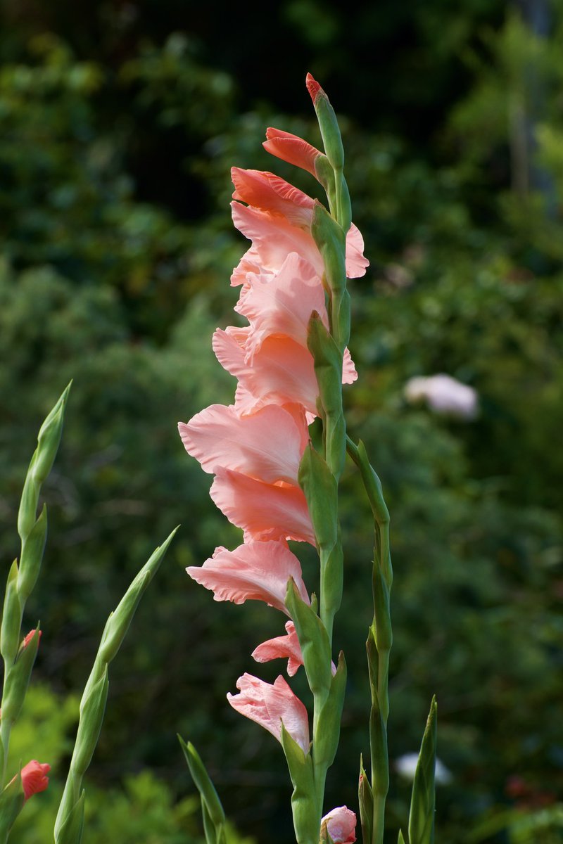 🎼おはようございます⁺‧͙⁺˚🌱•̩̩͙⁺☀️
𓏲 ๋࣭     ࣪ ˖        ⋆ ࣪.     ˖ ࣪⭑      ˖ ࣪ ٬     ุ๋ ⸱
　　7月  9日  ꙳☄︎ Wednesday🗓️
　　　꙳☄︎        　　　꙳☄︎  
本日もよろしくお願いします🙇🏻‍♀️

･*:.｡ ｡.:*･ﾟ✽.｡.:*・ﾟ ✽.｡.:*・ﾟ ✽.｡
🌿素敵な一日になりますように🌿