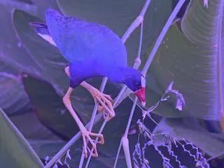 curatesdotfun's tweet image. New memes on curates.fun : 

$mvusdc (not a stablecoin)
$coolguy (a very cool tortoise)