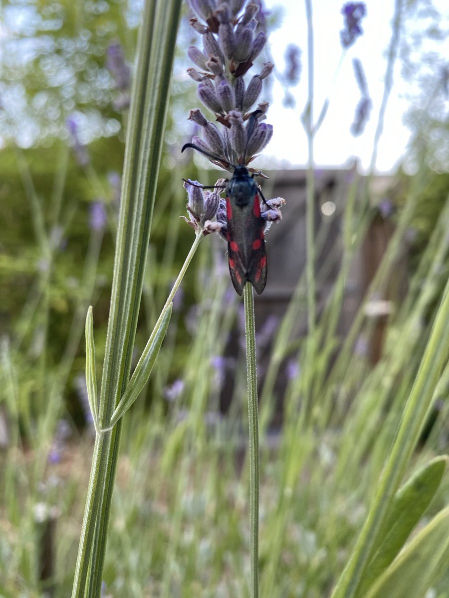 Saw this lovely thing in the garden, I have no idea what it is