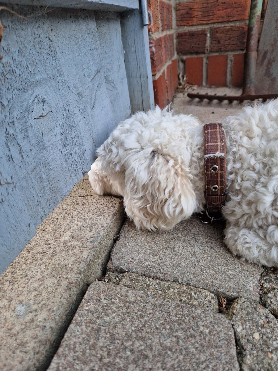 Being a nosey parker 🤥
#BovverBoys #BovverBoysForever