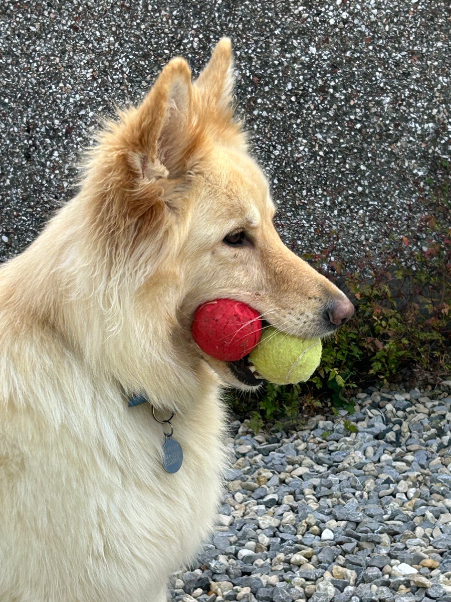 Watching littlest human .. she’s not decided yet whether he’s allowed one of her balls #gsd #dogsoftwitter