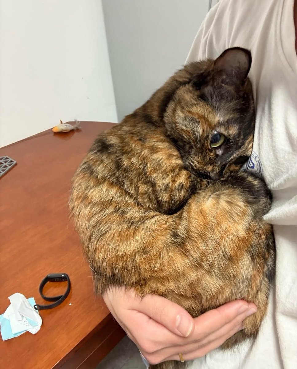 tanijrou's tweet image. it’s giving