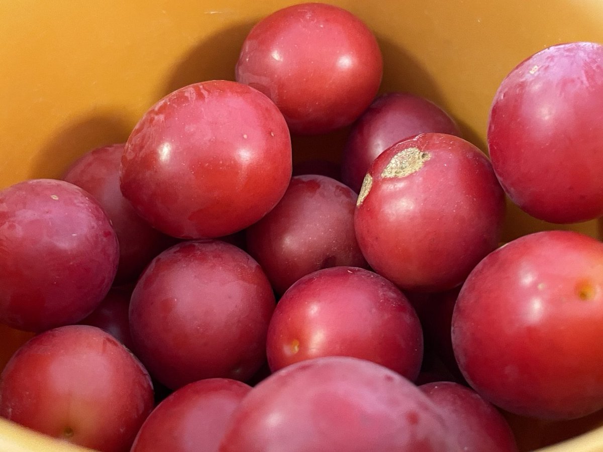 Dites, les expert. il s'appelle comment ce fruit ?
Une idée <a href="/f5len/">F5LEN - Pascal 🇺🇦</a> ?
Avant qu'on ne me le demande: oui ça devrait se distiller !
