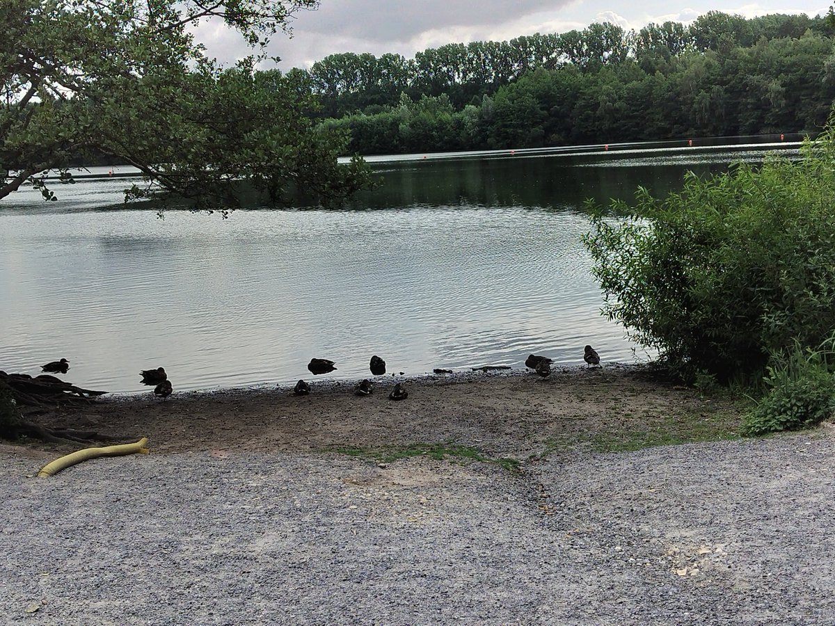 Touched some grass and looked at some ducks today 🦆