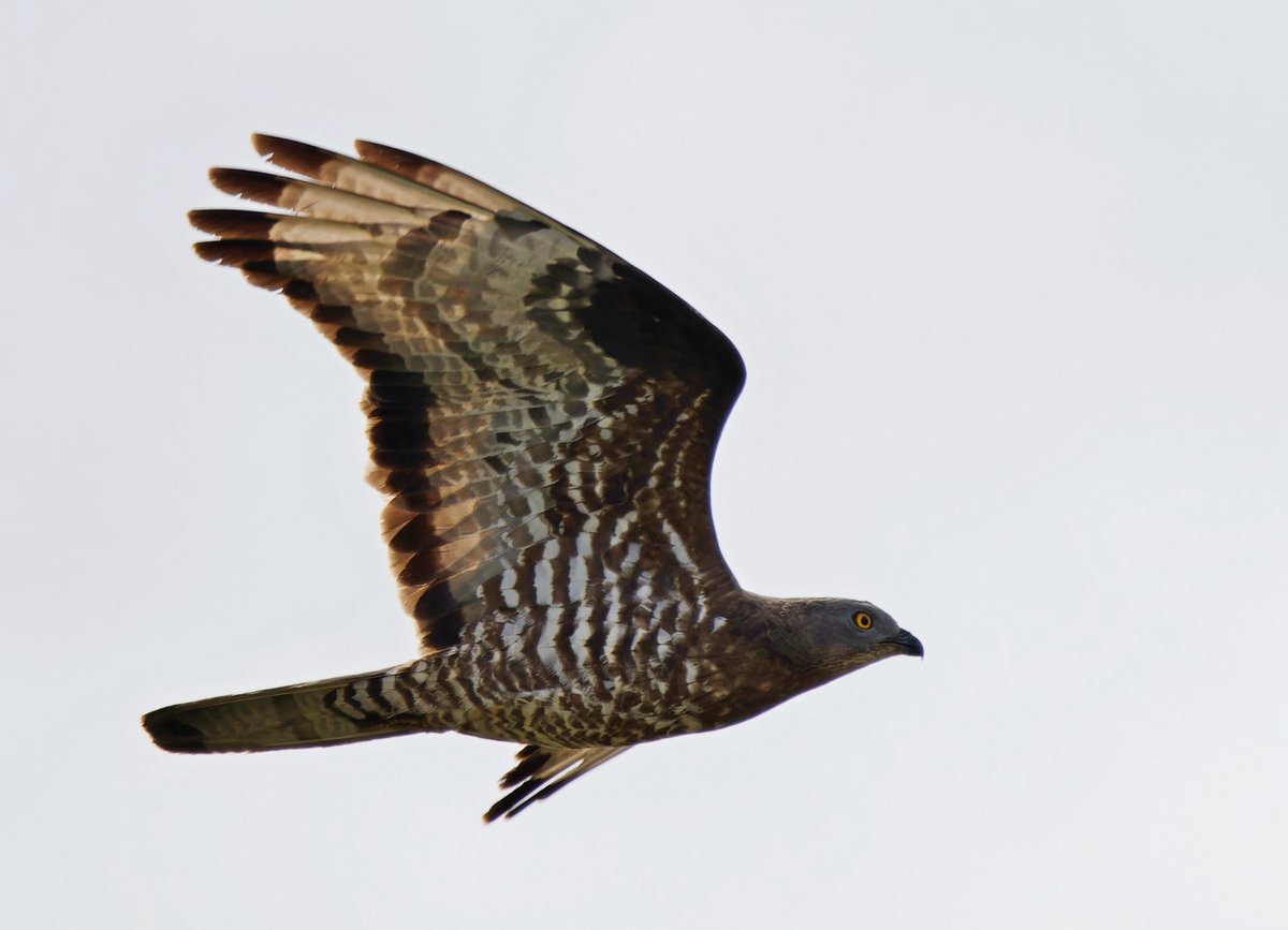 The best flyby Honey Buzzard ever! Kampina, The Netherlands today.