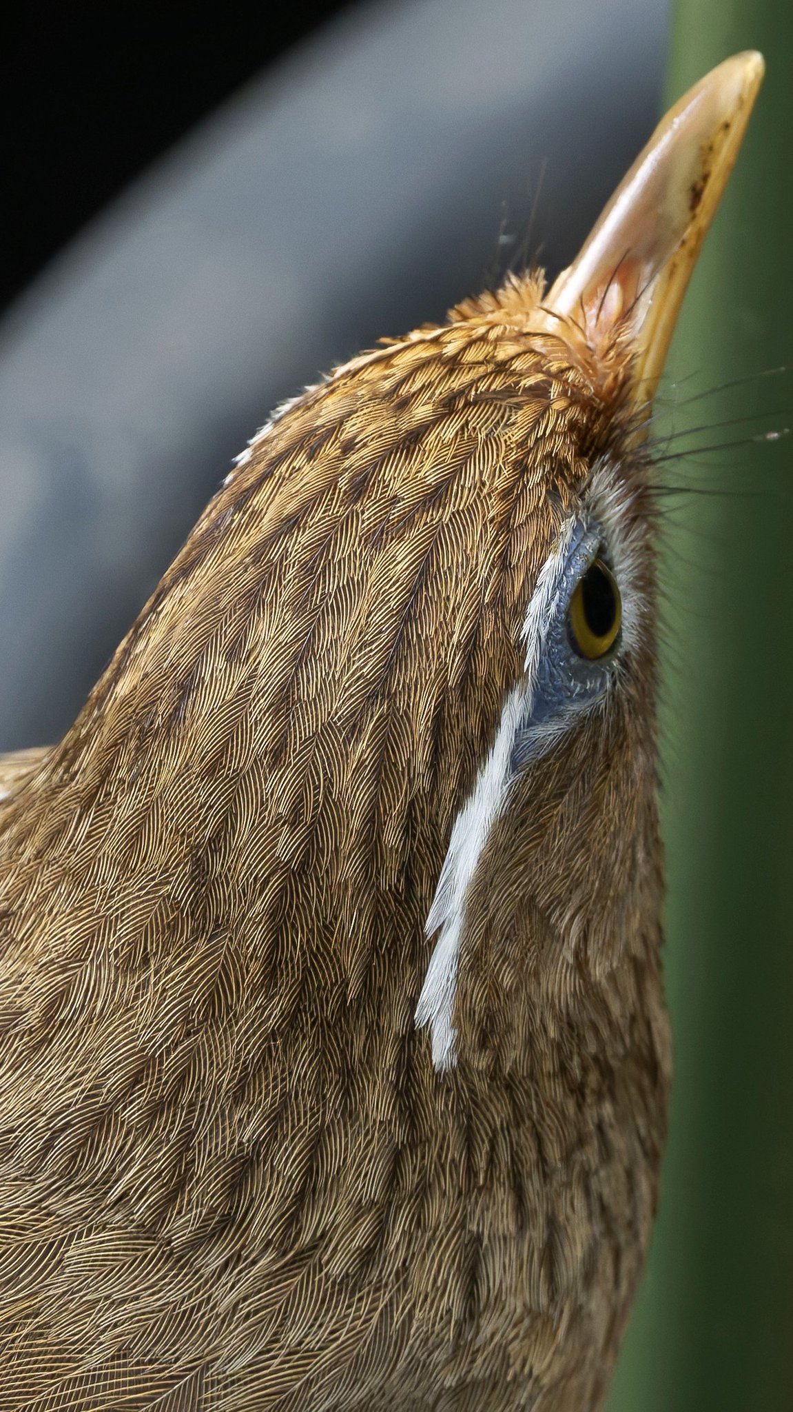 一切胸隔病癲癇病治之御秘符 イッサイキョウカクビョウテンカンビョウナオスノゴヒフ maxresdefault.jpg?sqp=-
