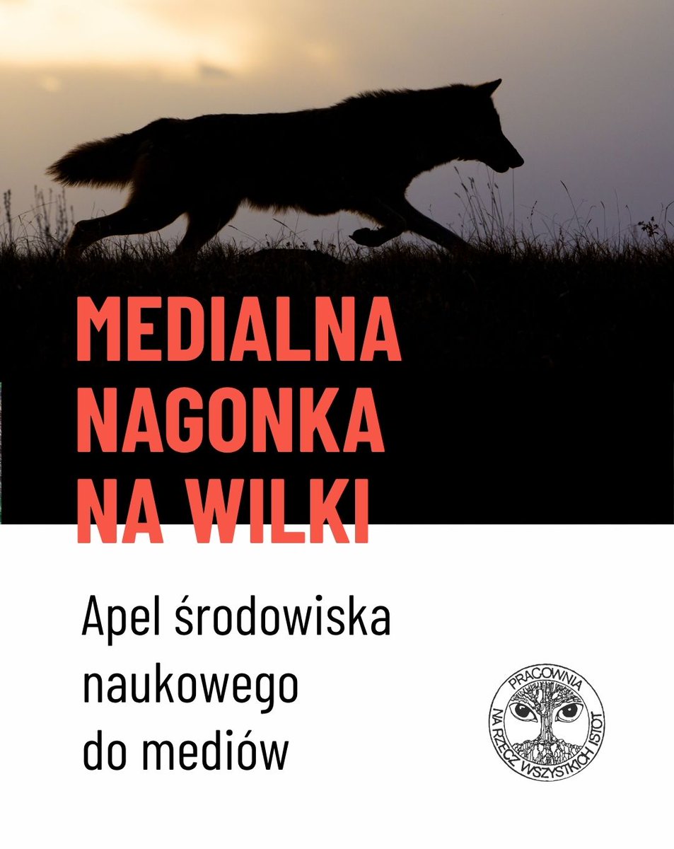 PracowniaBystra's tweet image. To nie wilki są problem, lecz ich brak
#Wilki w Polsce nie stanowią zagrożenia dla ludzi. Udokumentowane przypadki agresji wilków w stosunku do człowieka są ekstremalnie rzadkie i wynikają z nieodpowiedzialnych zachowań, np. celowego dokarmiania i oswajania tych zwierząt.
W…