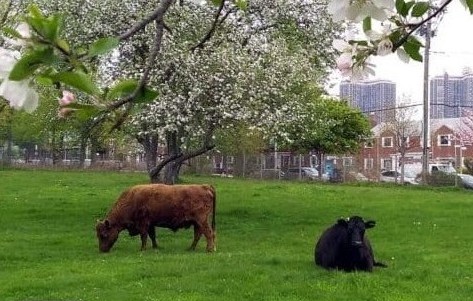 It's In Queens (@itsinqueens) on Twitter photo Meet the animals with Livestock Manager Sierra Farrar <a href="/queensfarm/">Queens Farm</a> on July 12 at 11 am. More: tinyurl.com/59nxzrfe Meet the animals with Livestock Manager Sierra Farrar <a href="/queensfarm/">Queens Farm</a> on July 12 at 11 am. More: tinyurl.com/59nxzrfe