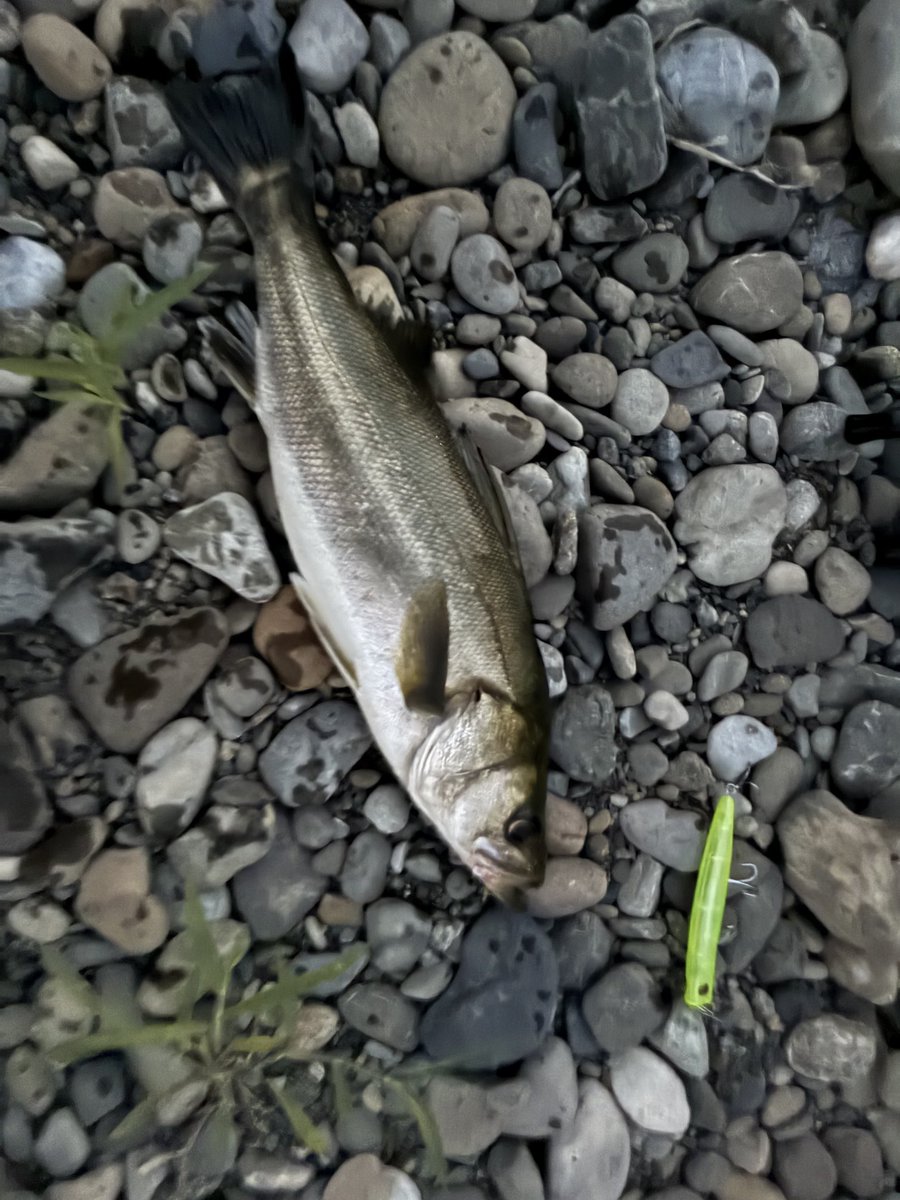 平日朝マズメ、昨日の釣りの再現性確認できて良かったです。