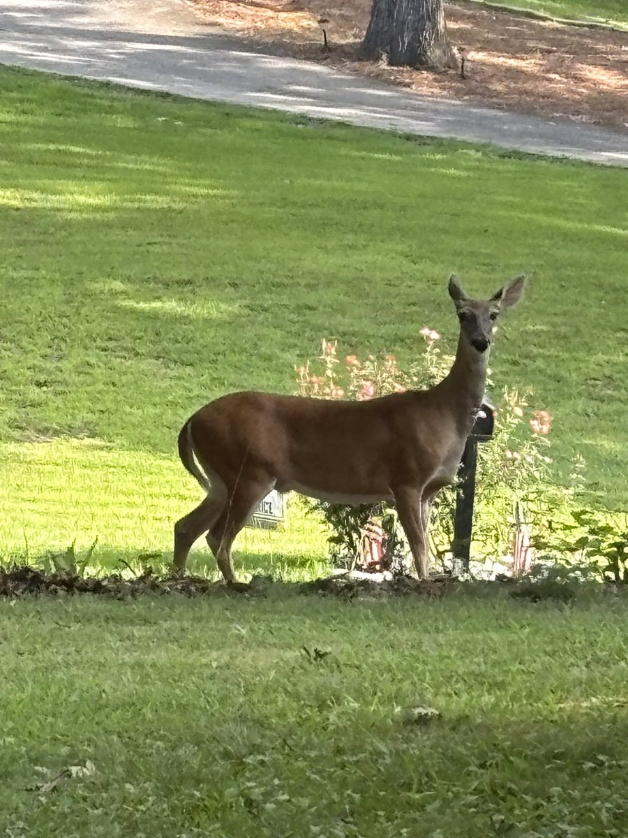 Had a visitor this morning. Seeing more and more deer in our area. I know why 😔
Would rarely see them 7-10 years ago.