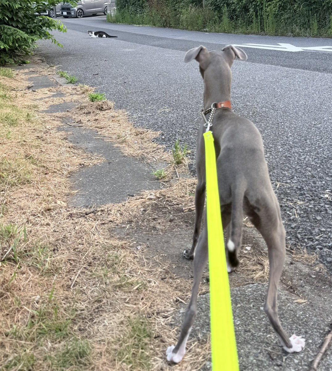 早朝は猫ちゃんに会えるね