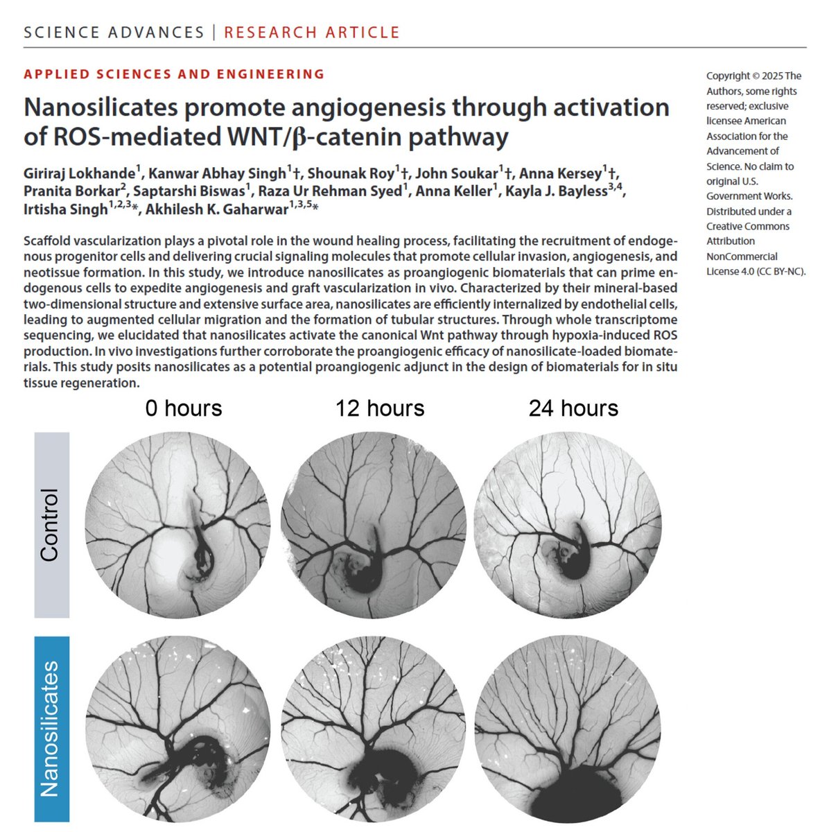 GaharwarLab's tweet image. Exciting new publication from our lab investigating pro-angiogenic properties of nanosilicates in @ScienceAdvances! Congratulations to Giriraj and coauthors! Check out the paper here: science.org/doi/epdf/10.11…