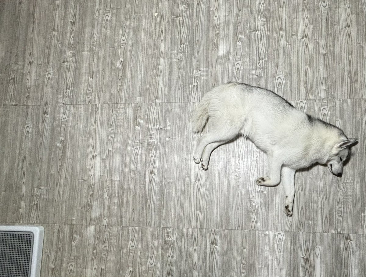 トイレ盛大にミスって
おもちゃもマットも全部洗われて
全てを失った犬。