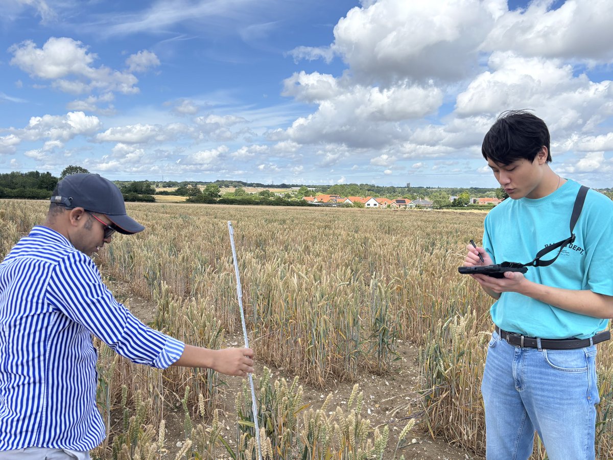 Ajay_Siluveru8's tweet photo. Had a fantastic time collecting data in the field with these two amazing guys!, 
Huge thanks to both of you for your help😍😍.

How it started ➡️ 

How it's going (field trial edition)😊😄.

#Fieldtrial
#WheatBreeding
#PlantScience https://t.co/3HOjV2EZ1u