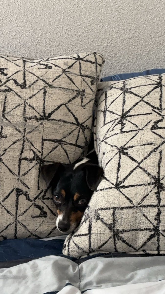 🐶 Happy 5th Birthday to our little girl Loretta Lynn ❤️🐶