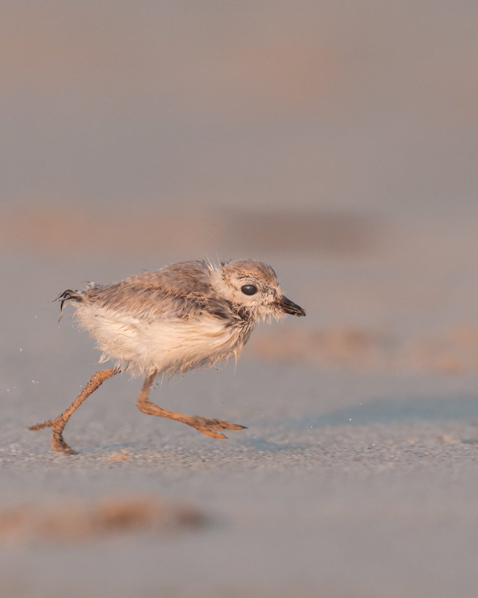 NycPlover's tweet image. Two of the 🐥 🐥🐥 from the Fort Tilden brood, which first hatched on June 19th, as seen this morning! Temporary beach closures work!
📷: Benjamin Forbes