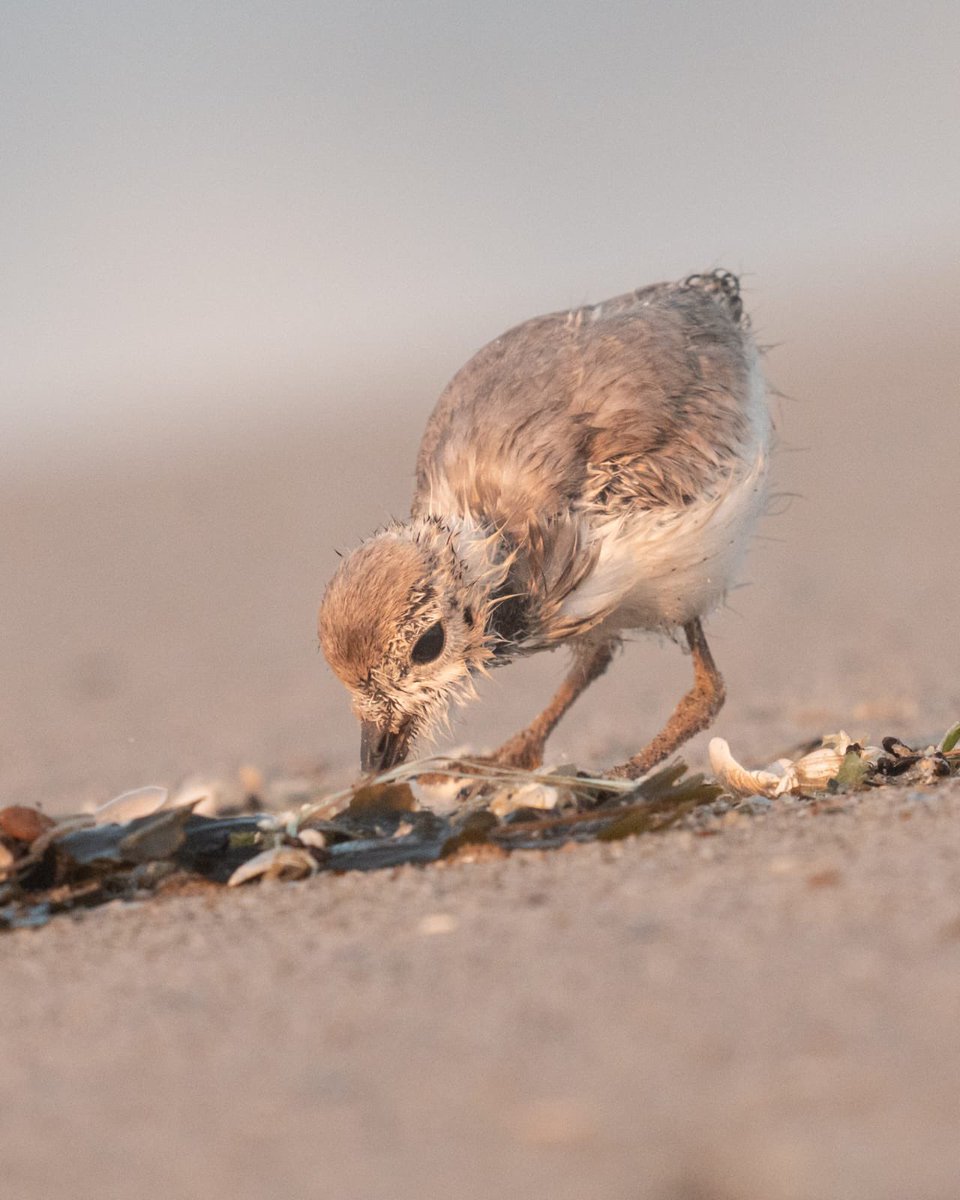 NycPlover's tweet image. Two of the 🐥 🐥🐥 from the Fort Tilden brood, which first hatched on June 19th, as seen this morning! Temporary beach closures work!
📷: Benjamin Forbes