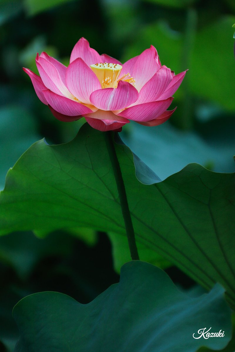 おはようございます

体調に気をつけて
良い1日を〜😄

7/5福井県南越前町