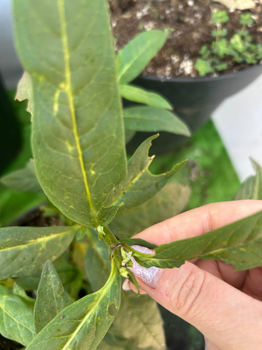 why are caterpillar babies so cute, look how wittle this hungry hungry asshole is D: