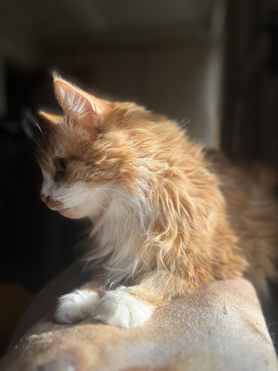 Cashimole crossed the rainbow bridge this afternoon. 
I’ll miss you my favorite chicken nugget.
I love you. 💜🥺