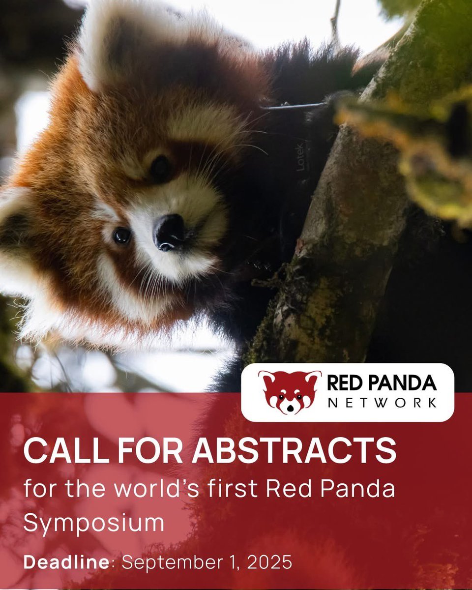 RedPandaNetwork's tweet image. Do you want to be a part of the world's first Red Panda Symposium? 🤩
Submit an abstract for research on red panda behavior, nutrition, veterinary care, or field work to present your work at this historic event! 🐾♥
Deadline: September 1, 2025
Learn more at:…