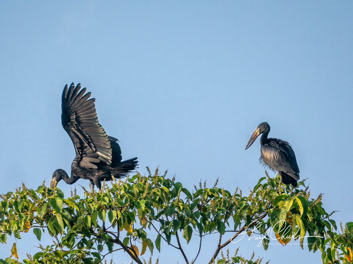 DiveArtist's tweet image. African Open-bill Storks. These storks are fairly common to Africa but were a #lifer to me.
#africanopenbillstork #birdcpp #ugandabirds #birdsseenin2025