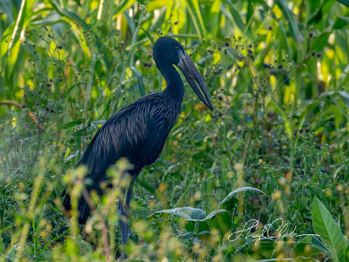 DiveArtist's tweet image. African Open-bill Storks. These storks are fairly common to Africa but were a #lifer to me.
#africanopenbillstork #birdcpp #ugandabirds #birdsseenin2025