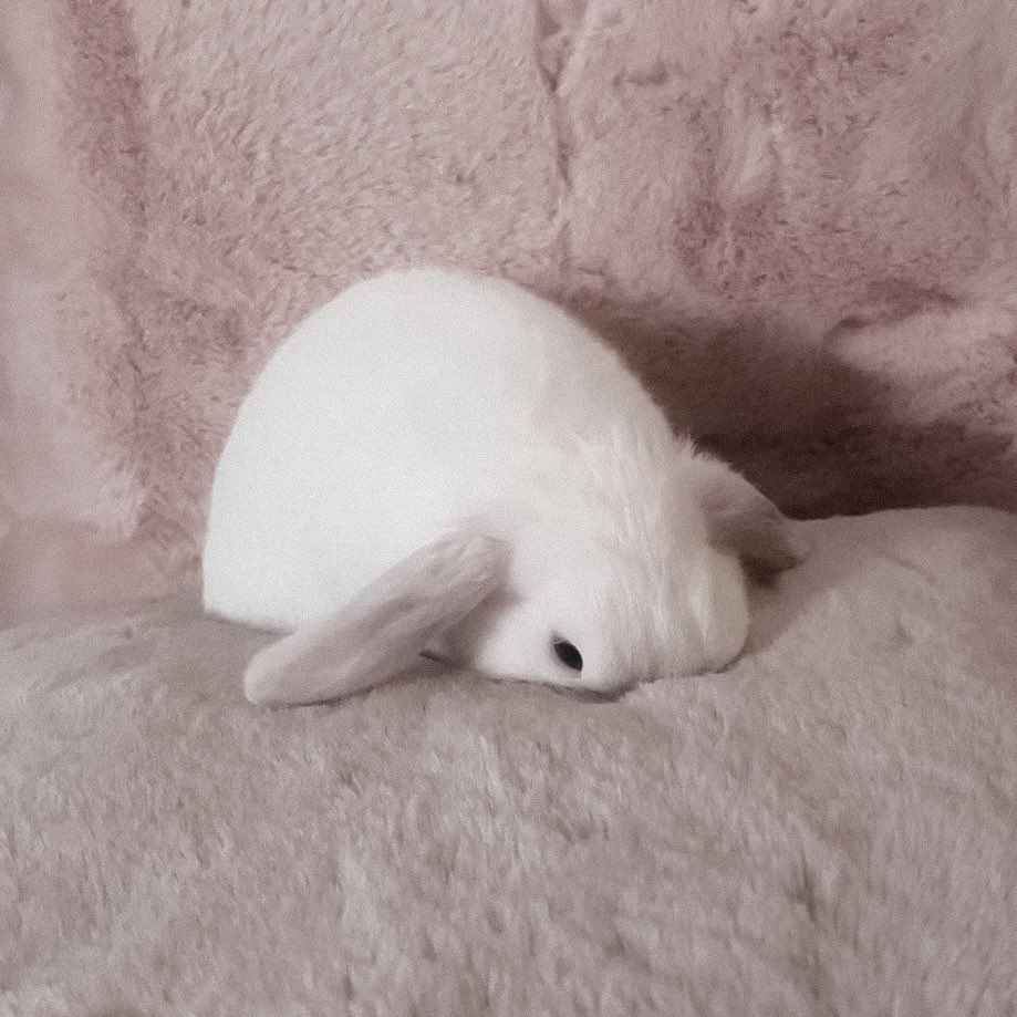 ؘ (@glirttery) on Twitter photo 