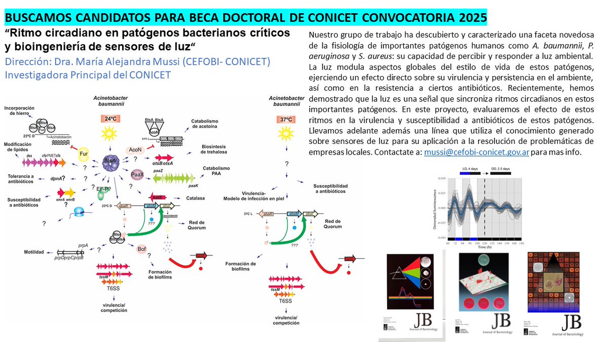 CEFOBI_CONICET's tweet image. #beca #PhD @CONICETDialoga #busqueda #candidatxs @MussiAlejandra @CEFOBI_CONICET
Mas info 👇
Deadline 02/08/2025