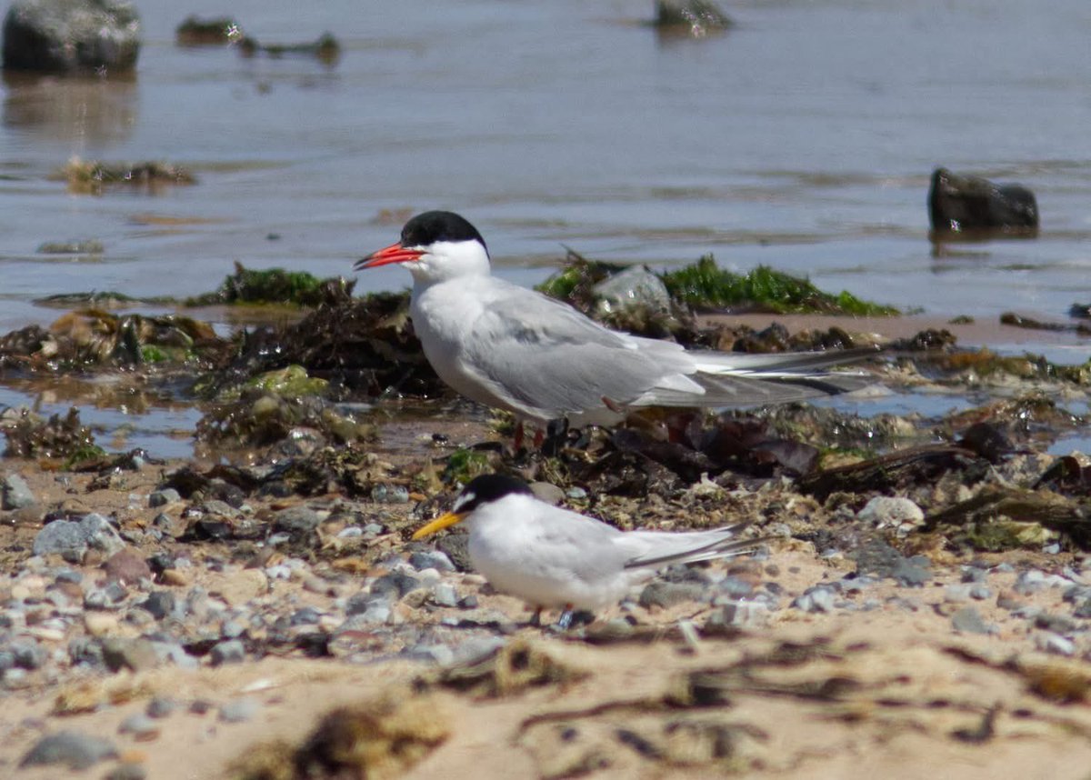 First three pictures of little terns and then one of an out-of￼-focus little tern standing in front of a much larger common tern. All at the South Gare. <a href="/teesbirds1/">teesbirds</a> <a href="/RSPBSaltholme/">RSPB Saltholme</a> <a href="/TeesmouthNNR/">TeesmouthNNR</a> <a href="/Natures_Voice/">RSPB</a> <a href="/NaturalEngland/">Natural England</a> <a href="/Woodybirder/">Nick Wright</a> <a href="/Martin_Davis7/">Martin Davis</a>