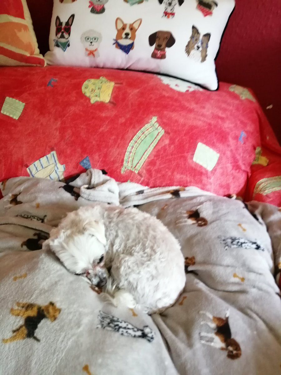 Bookish By Nature (@naturebookish) on Twitter photo <a href="/iaindwelch/">iain welch</a> Been a big walk today so I'm pooped. Miss seeing the Highland Cows and Sheep that I saw on holiday, goodnight to you all, sweet dreams β¨ <a href="/iaindwelch/">iain welch</a> Been a big walk today so I'm pooped. Miss seeing the Highland Cows and Sheep that I saw on holiday, goodnight to you all, sweet dreams β¨