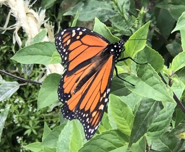 It's In Queens (@itsinqueens) on Twitter photo Learn about Monarch butterflies <a href="/queensfarm/">Queens Farm</a> on July 13 at 11 am. More: tinyurl.com/428a68s3 Learn about Monarch butterflies <a href="/queensfarm/">Queens Farm</a> on July 13 at 11 am. More: tinyurl.com/428a68s3
