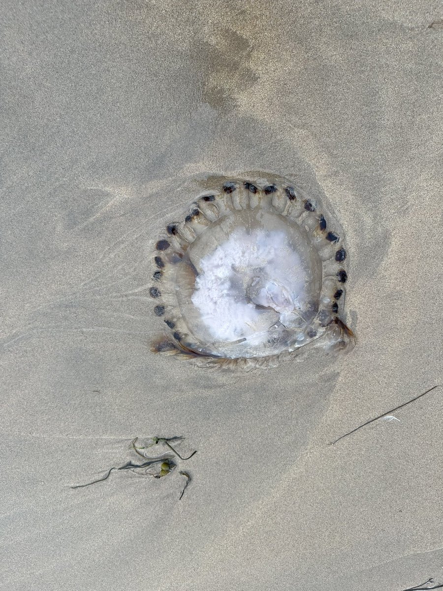 Significant amount of #JellyFish at Whiterocks beach  #Portrush tonight on the North Coast of #NorthernIreland <a href="/LoveBallymena/">Love Ballymena</a> <a href="/WeatherCee/">Cecilia Daly</a> <a href="/VisitCauseway/">Visit Causeway Coast & Glens</a>
