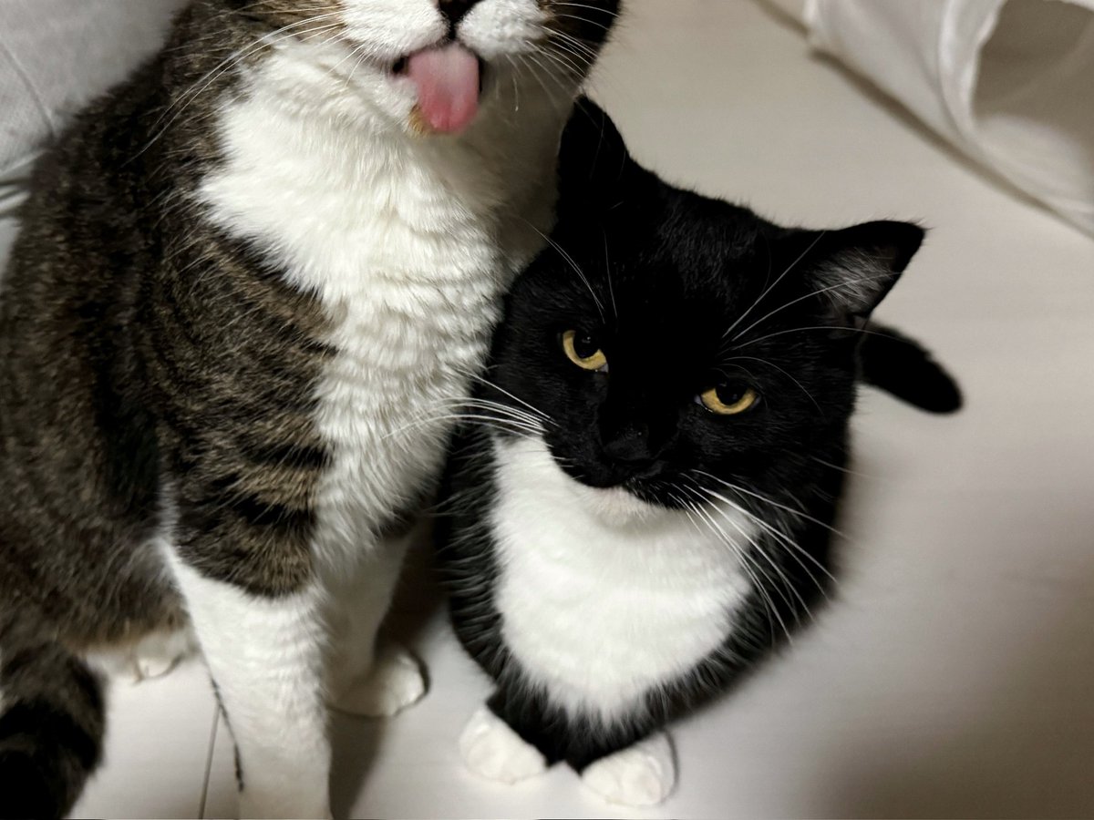 unicouniuni3's tweet photo. Uni is being very patient https://t.co/oZ9ozAXhjU