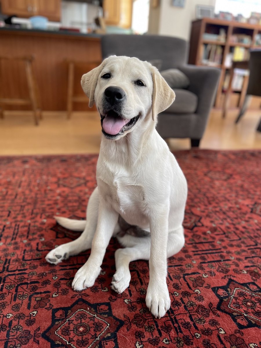 I’m prepping tomorrow’s Unlocked rn and it’s all depressing follow-ups to last week’s devastating Xbox layoffs. So here’s a pic of Lily the Labrador to try and help cleanse your timeline.