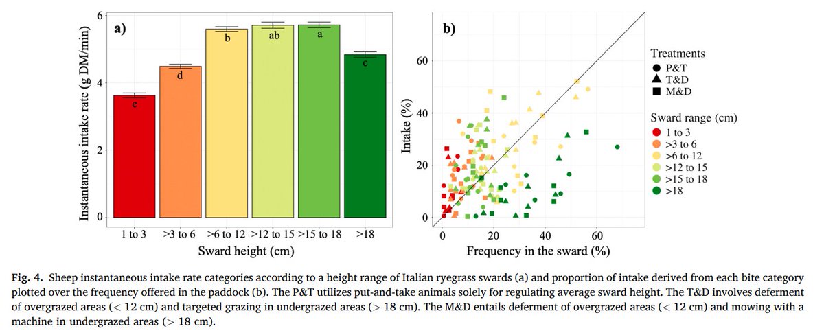 alejamaringomez's tweet photo. Excited to share our new publication!
A study on continuous grazing shows that maintaining sward height between 13–18 cm significantly improves sheep intake rates — no complex interventions needed. https://t.co/cXerZCtPju https://t.co/hse4jf7epa