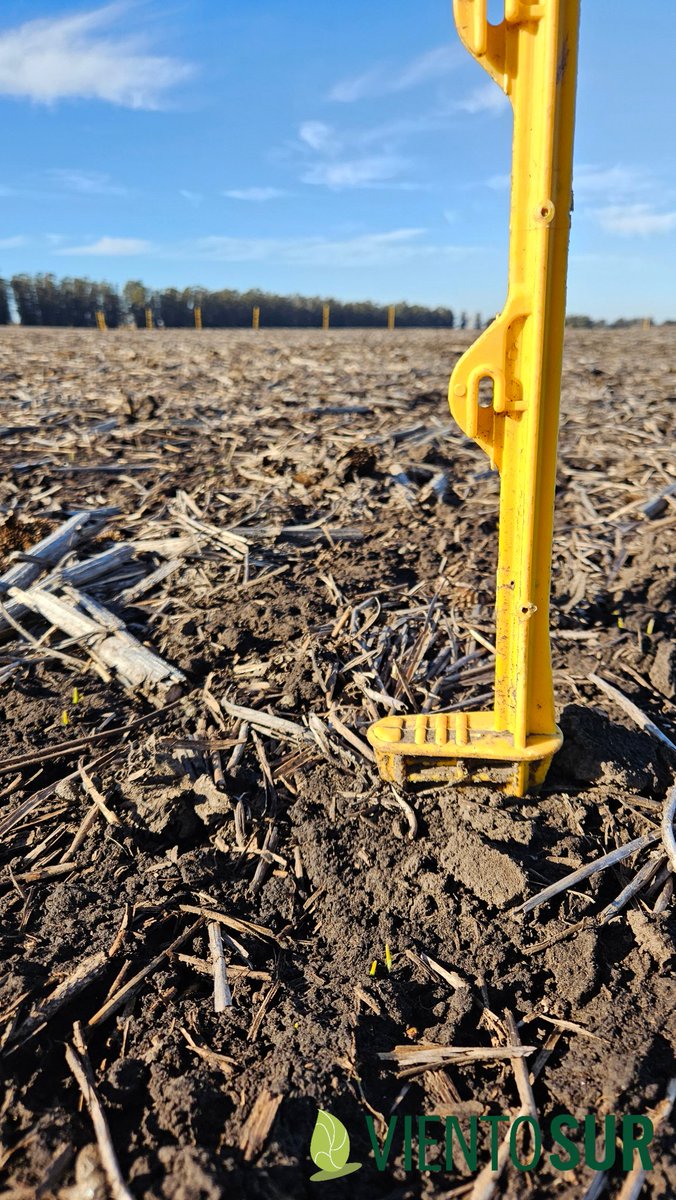 Se viene buena info sobre fitotoxicidad de residuales en el barbecho corto a cebada 🧐🤯🔥👌💯